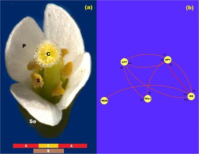 Spatio-Temporal Dynamics of the Patterning of Arabidopsis Flower Meristem